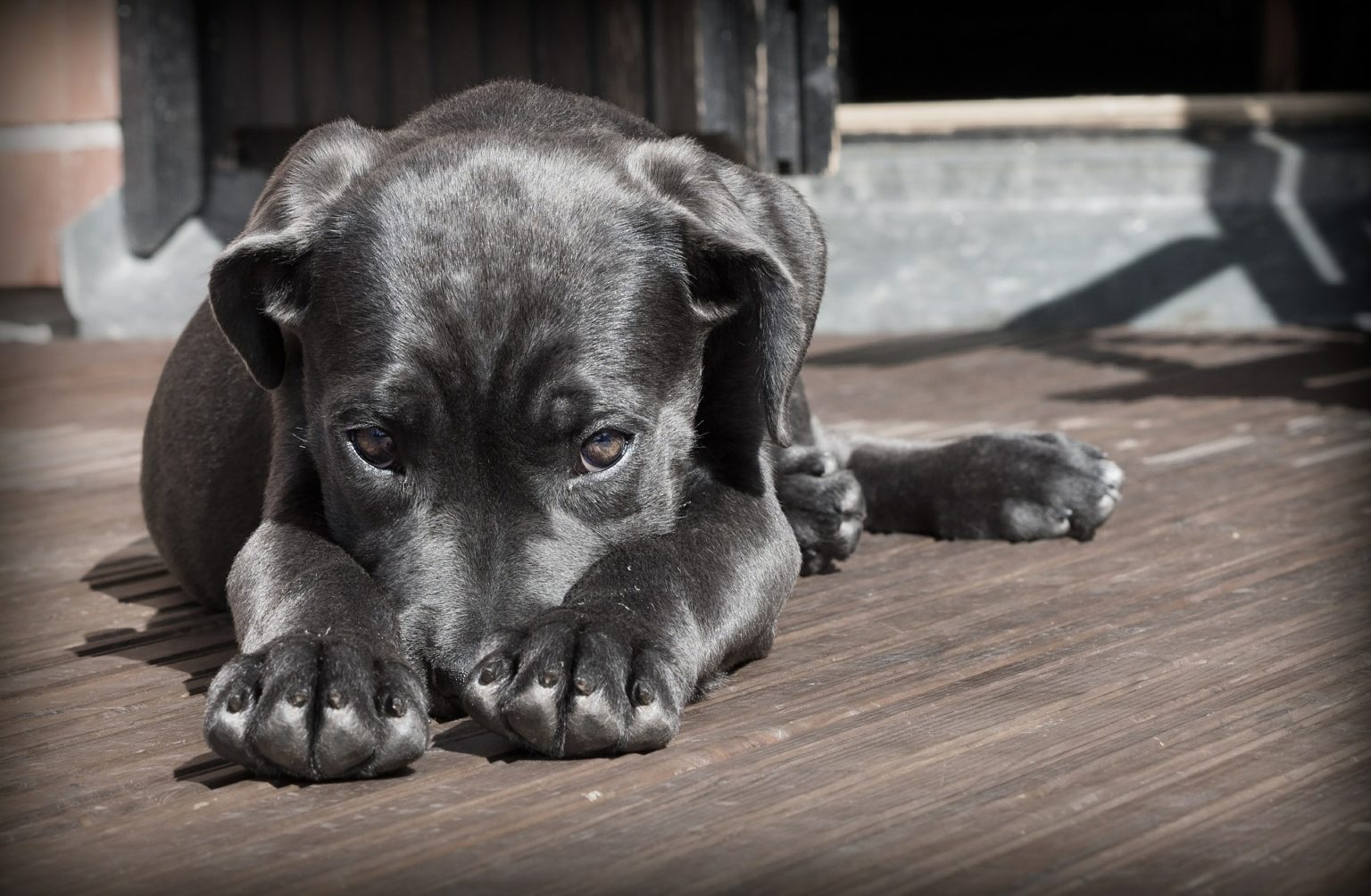 Krankenversicherung Hund Rechner &amp; Vergleich 03/2021